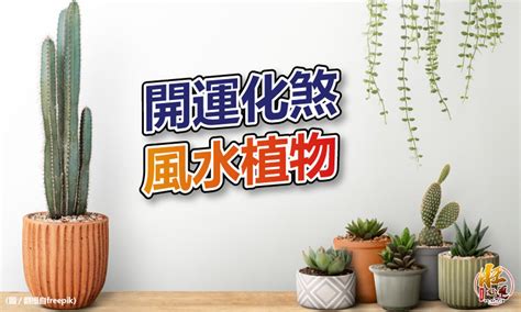 擋煞 植物|【風水特輯】化煞開運就靠它們！玄關、客廳、廚房、。